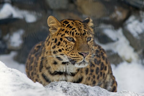 A beautiful leopard is lying on the snow