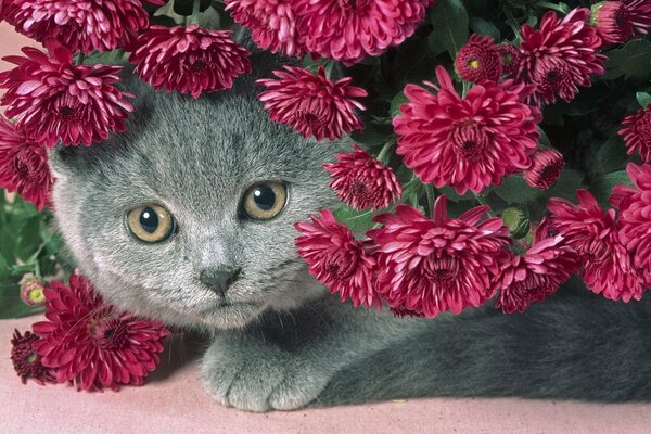 Szary kot o żałosnym spojrzeniu siedzi pod pięknym bukietem czerwonych kwiatów