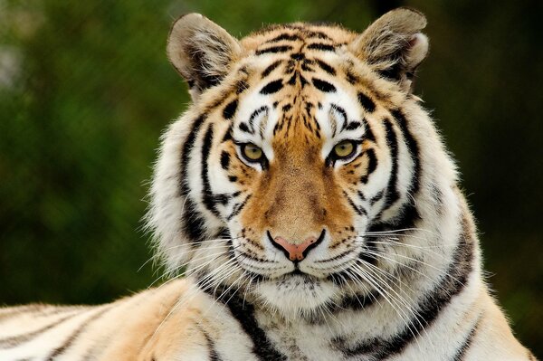 Drapieżny wygląd tygrysa w paski