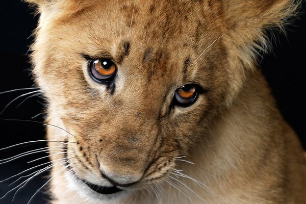 L aspetto di un piccolo cucciolo di leone. Occhi d ambra