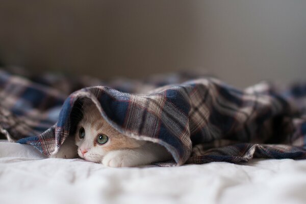 Le chaton a sorti le museau sous le plaid