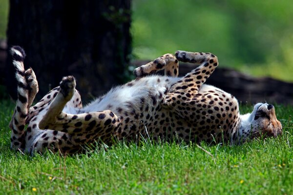 A beautiful leopard is lying on the grass