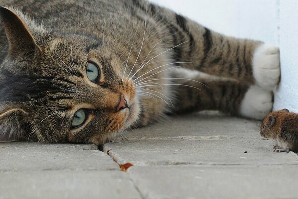 Foto macro di gatto e topo