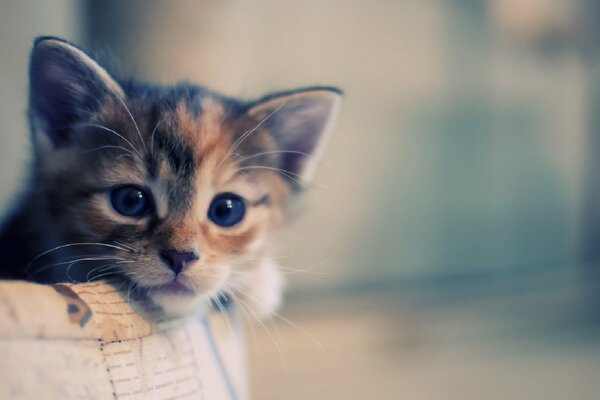 Photo of a cute kitten peeking out from a basket