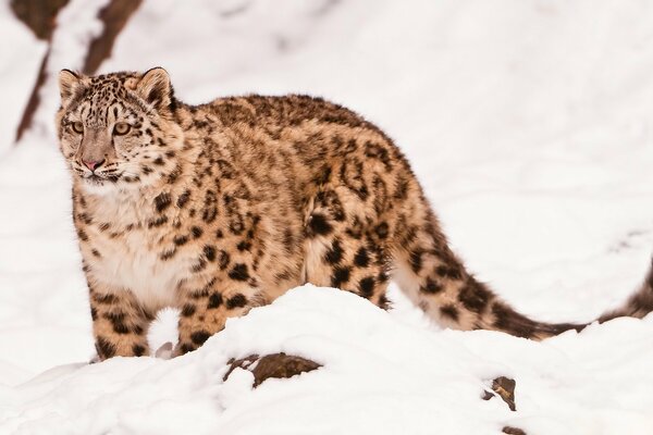 A beautiful predator looks at the snow