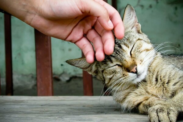 Réaction du chat à l affection du propriétaire