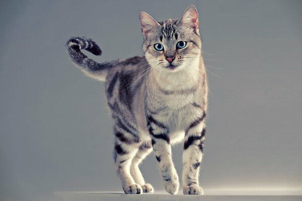 A striped cat walks on a gray background