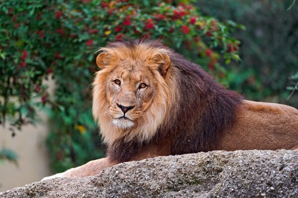 The calm lion looks at the stone