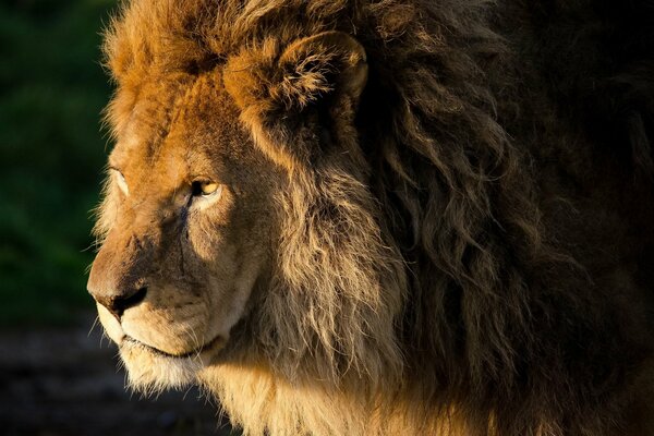 Roi de tous les animaux, beau Lion