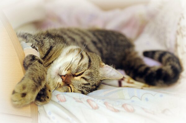 A sleepy cat is lying on the bed