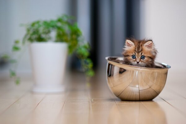 Joli chaton assis dans une casserole