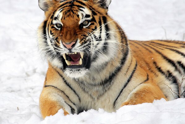 The menacing gaze of a predatory tiger