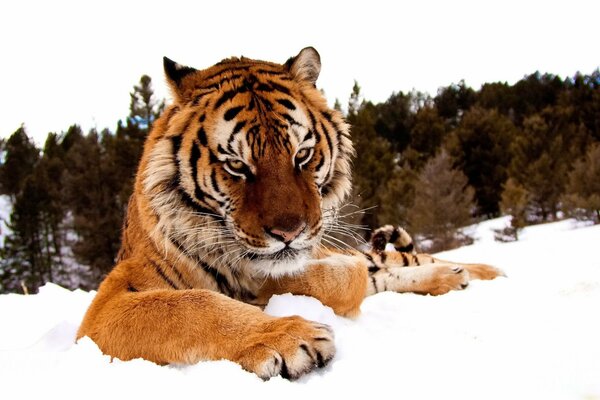 Die Schnauze eines Tigers mit einem mürrischen Blick im Winter