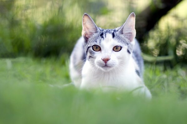 Il gatto giace sull erba e riposa