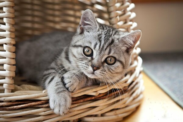 Gattino interessato guarda dal cestino