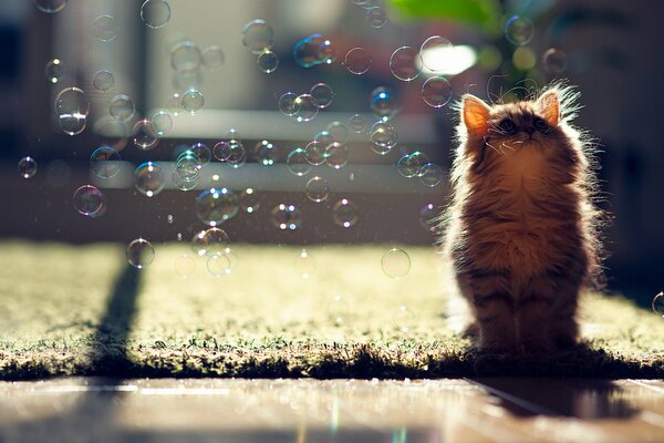 Пушистый котенок смотрит на мыльные пузыри