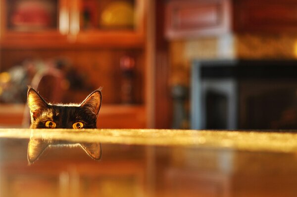 El gato se asoma desde debajo de la mesa con un reflejo