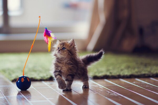 Gatito jugando con un juguete de plumas