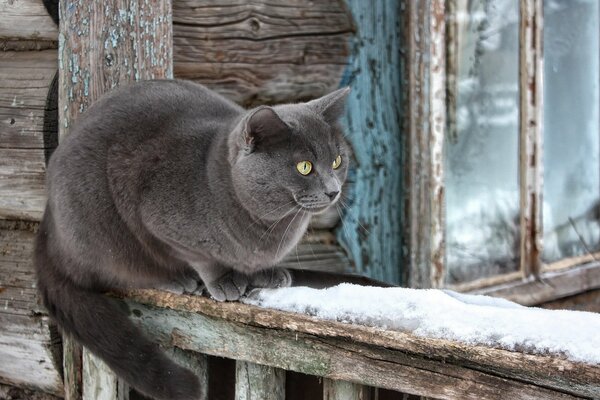 Eine graue Katze sitzt an einem Wintertag in der Nähe einer alten Hütte