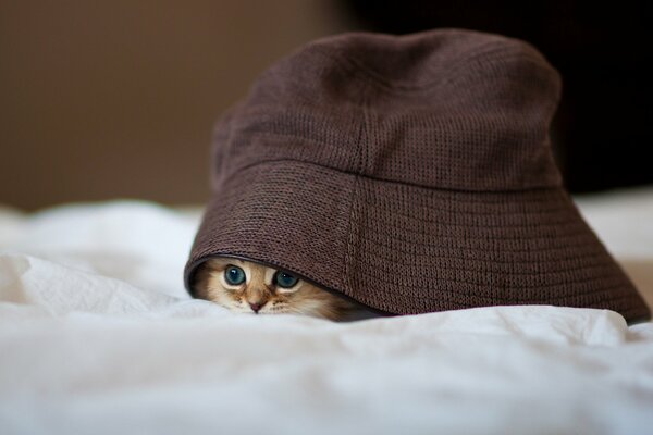 Gatto sotto il cappello toccante dell anima