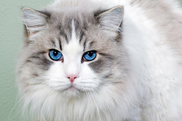 Gato de ojos azules sobre fondo verde