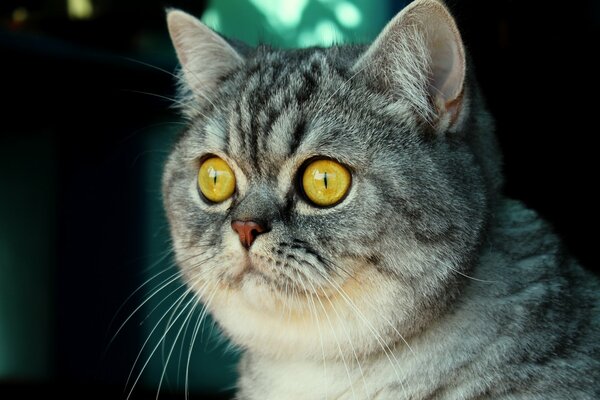 A cat with a round muzzle and yellow eyes