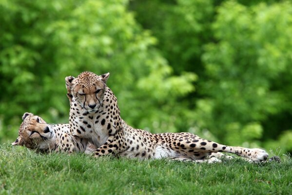 Zwei Leoparden auf grünem Hintergrund