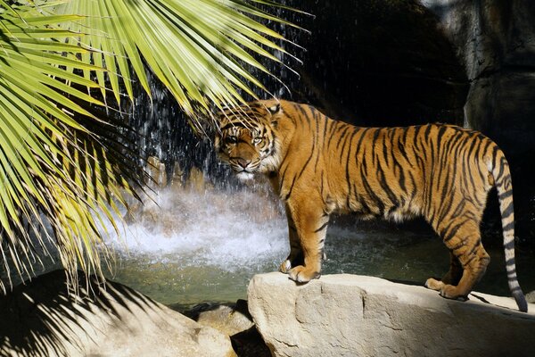 Ein Tiger umgeben von Palmen, Wasserfällen und Steinen