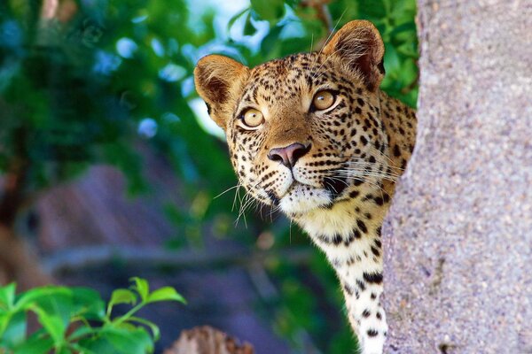 Leopard auf einem Baum, der auf Beute wartet