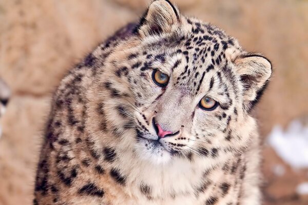 Museau du léopard des neiges, regard