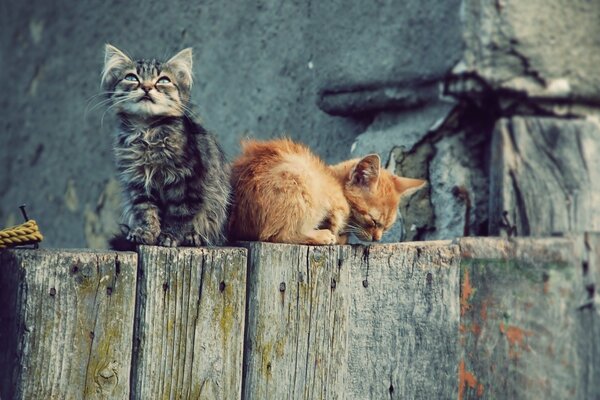 Gatitos grises y pelirrojos sentados en la cerca
