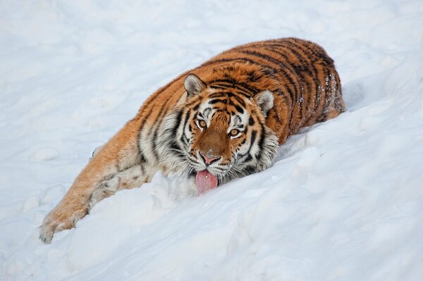 El gran tigre yace en la nieve