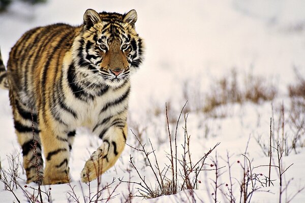 Tigre a strisce iLet sulla neve bianca