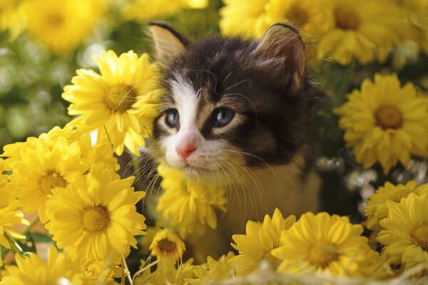 Cute kitten among chrysanthemums