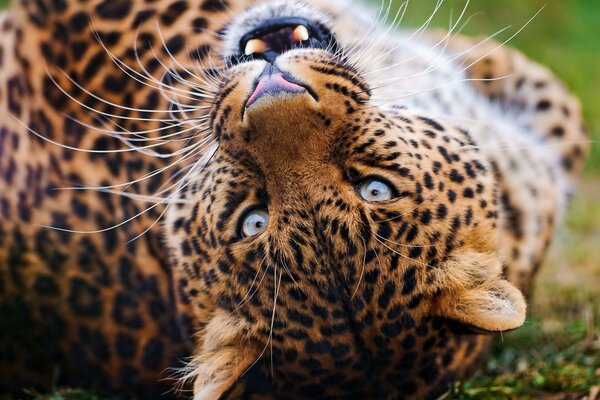 Leopardo juguetón de ojos azules en el césped