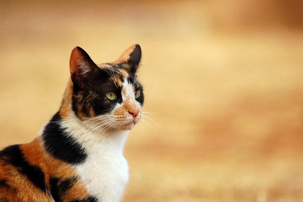 Dreifarbige Hauskatze in der Natur