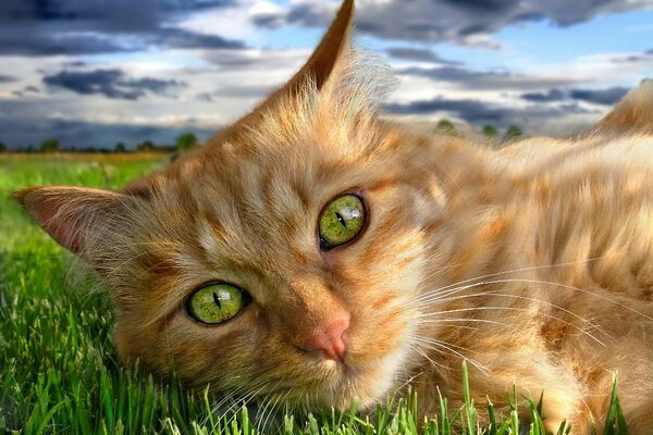 A red cat with green eyes on the grass