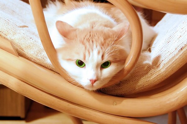 A kitten with green eyes lies on a chair and purrs