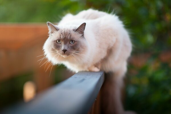 A fluffy cat is sitting on a wooden fence