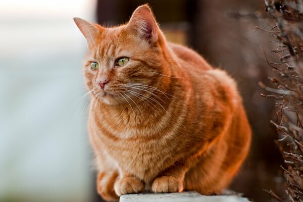 Gatto di razza con colore rosso