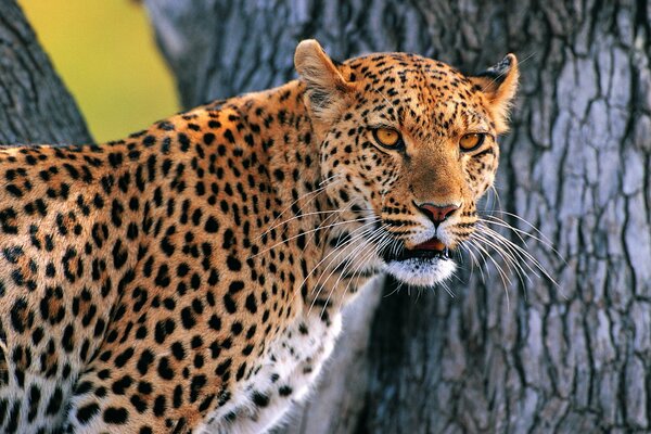 Wild cat - angry leopard on a tree