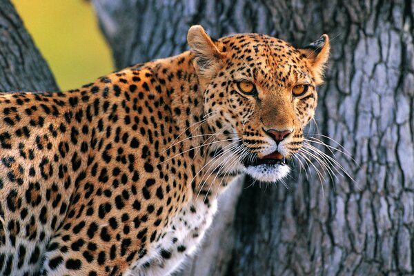 Gato salvaje - leopardo enojado en un árbol