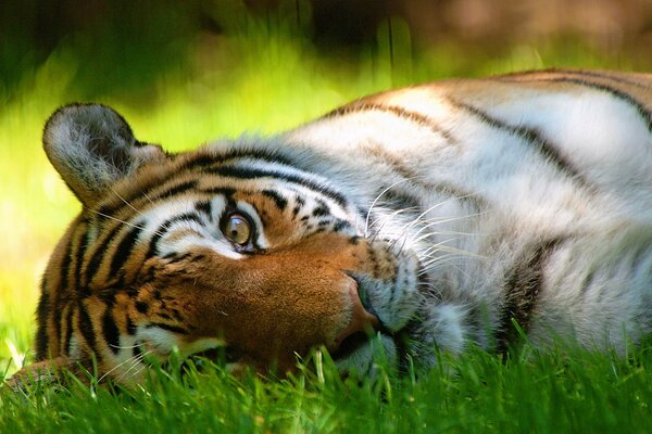 Un regard intéressant sur le museau du tigre