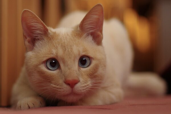 Weiße Katze mit blauen Augen