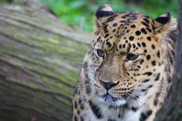 Beau léopard se trouve sur un tronc d arbre