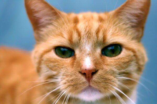 Gato pelirrojo con ojos increíblemente hermosos