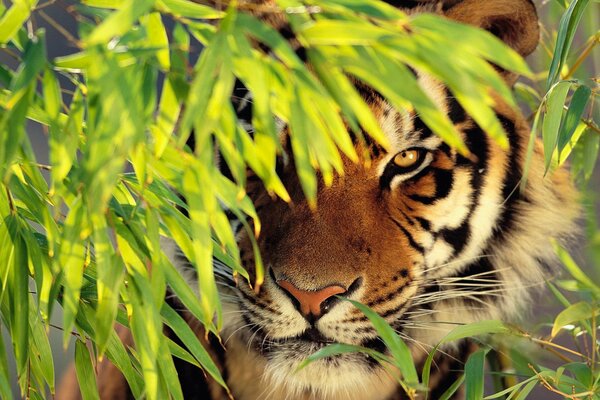 Der Tiger hat sich zwischen den Blättern versteckt, seine Schnauze ausgestreckt, steht und schaut zu