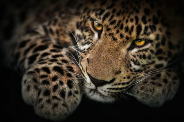 La mirada dominante del leopardo manchado