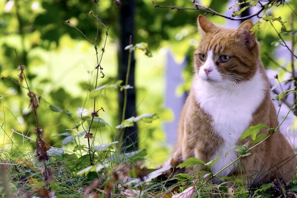 A red cat with a white shirt front