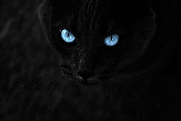 Pantera negra con ojos azules